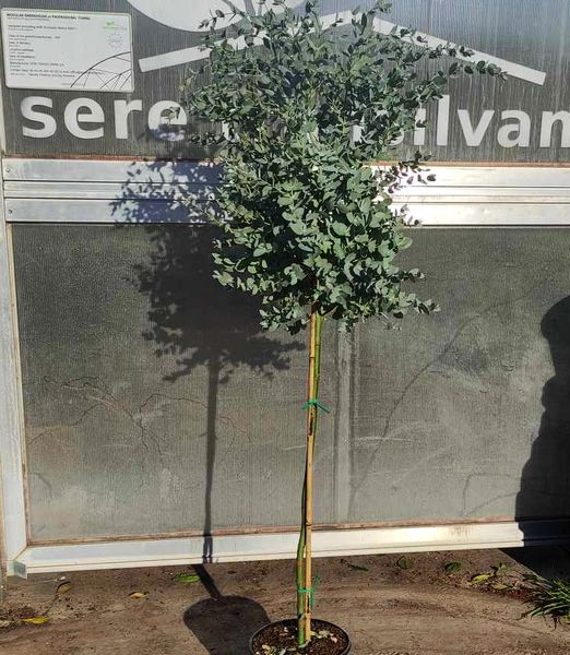 Eukalyptus Gunnov 'Azurit' na kmeni